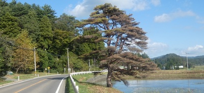 matukareru.jpg