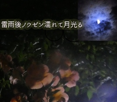 moonflower1.jpg
