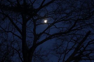 moontreee111.jpg