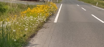 natugiku.jpg