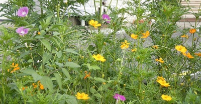 natugikuasagao.jpg