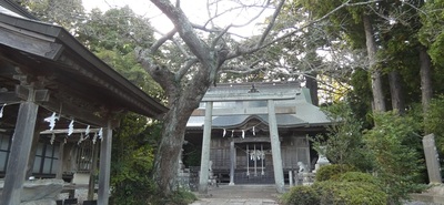 oldtreehiyoshi10.jpg