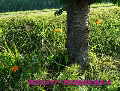 oniyuriroot.jpg