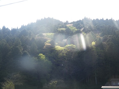 ooharaakura.jpg