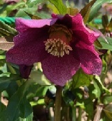 peapuleflower.jpg