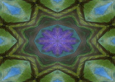 perpleflowermmm1.jpg