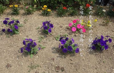 perpleflowers1.jpg