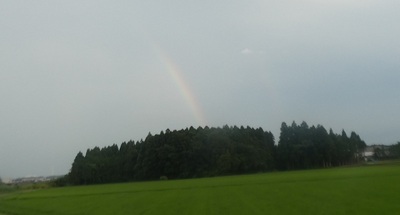 rainnbouforest.jpg