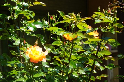 rosebuds.jpg