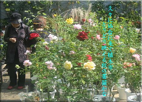 rosedendai1.JPG