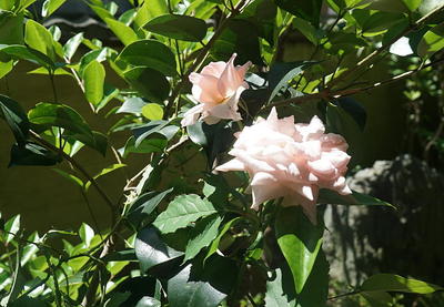 rosegarden222.jpg