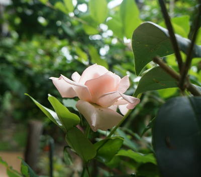rosegarden22222.jpg