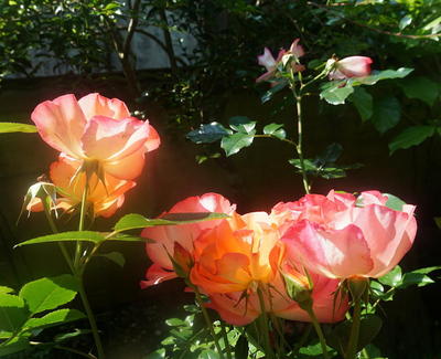 rosegarden234.jpg