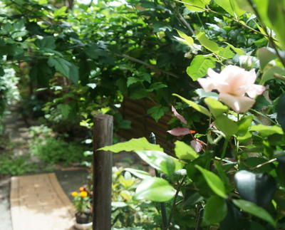 rosegarden333333.jpg