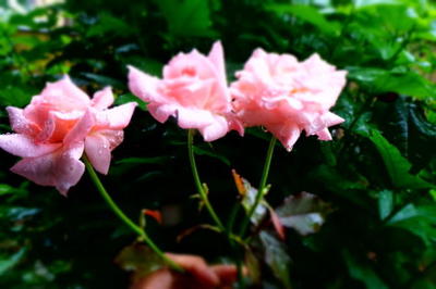 rosethree111.jpg