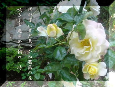 rosewwww111222233344.jpg