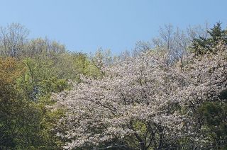 sakuraaaaa12356667778899.jpg