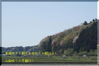 sakuraaaaa12356667778899000.jpg