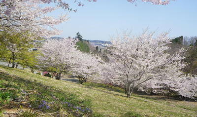 sakurakashima11.jpg