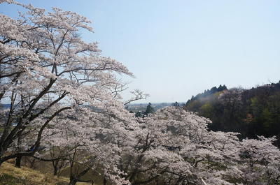 sakurakashima222.jpg