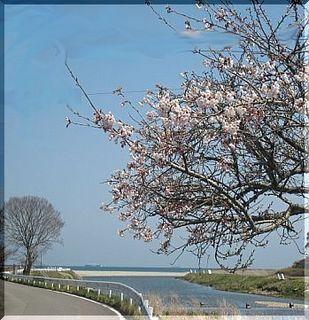 sakurakumagawa-thumbnail2[1].jpg