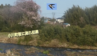 sakuraogwa.jpg
