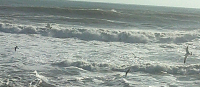 seagullflight.jpg