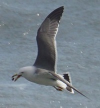 seagullone.jpg