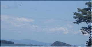 seagullssss1.jpg