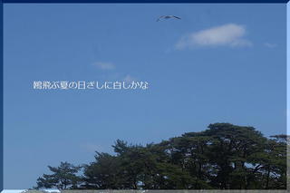 seagullssss22.jpg