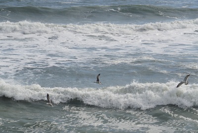 seagullwave2.jpg