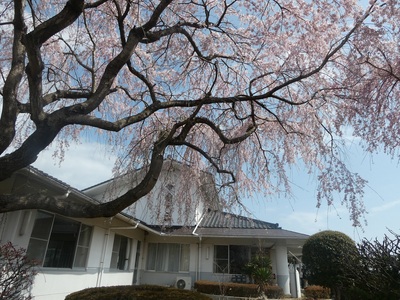 shidaresakura111.jpg