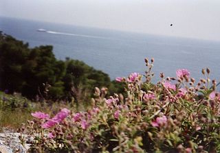 shipflowers.jpg
