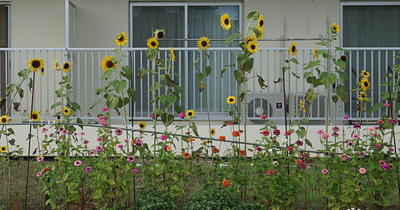 smallsunflower11.jpg