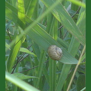 snailone.jpg