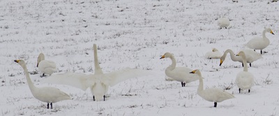 snowswans1.jpg