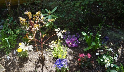 springflowers.jpg