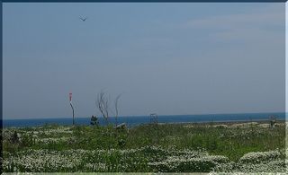 summerbirddd111.jpg