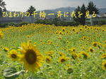sunflowerhyaku1111.jpg