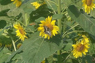 sunnflowerrr12.jpg