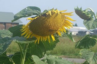 sunnflowerrr12234.jpg