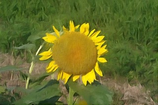 sunnflowerrr345_FotoSketcher.jpg