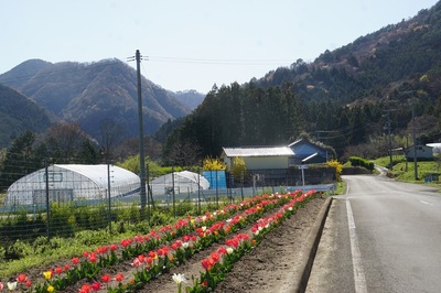 tulipway.jpg