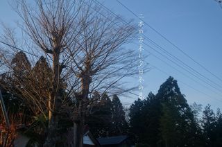 twined trees.jpg