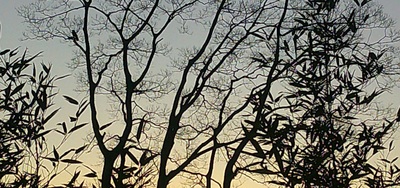 twobird.jpg