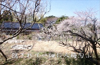 umekakurega_FotoSketcher1.jpg