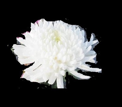 whitekiku.jpg