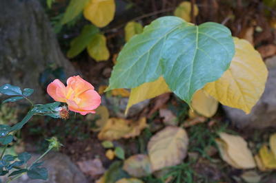 winterrose123.jpg