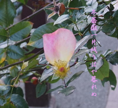 winterroseone.jpg