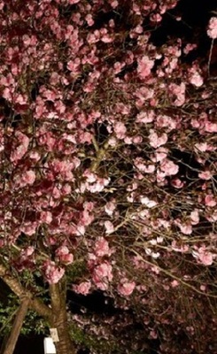 yaesakura.jpg